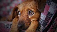 pes dog-3071334 1280